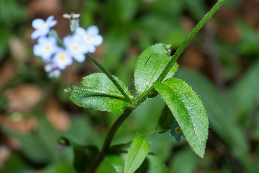 Myosotis decumbens subsp. florentina / Nontiscordardim fiorentino